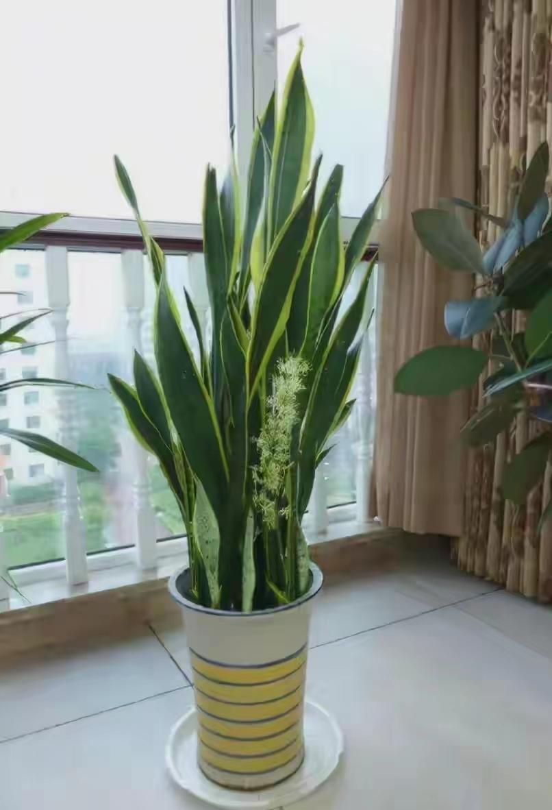 客厅养什么花最好最招财,客厅养什么花好看旺财