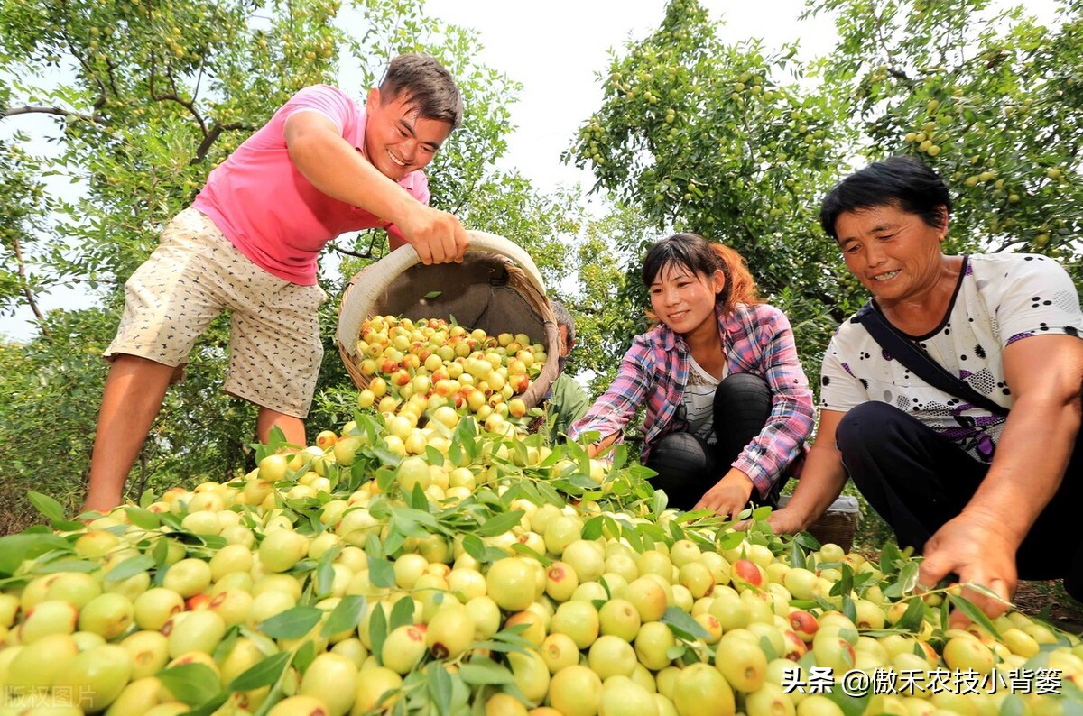 赤霉素适用于什么作物,赤霉素在不同作物上如何使用