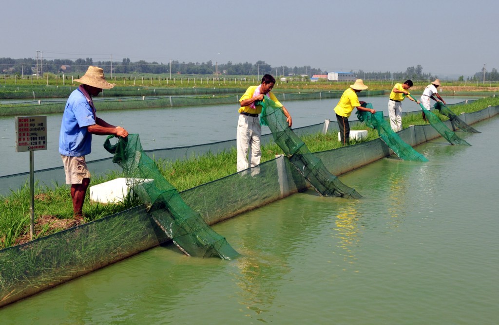 泥鳅水花常见病害及解决方法,泥鳅黄鳝的养殖技术和病害