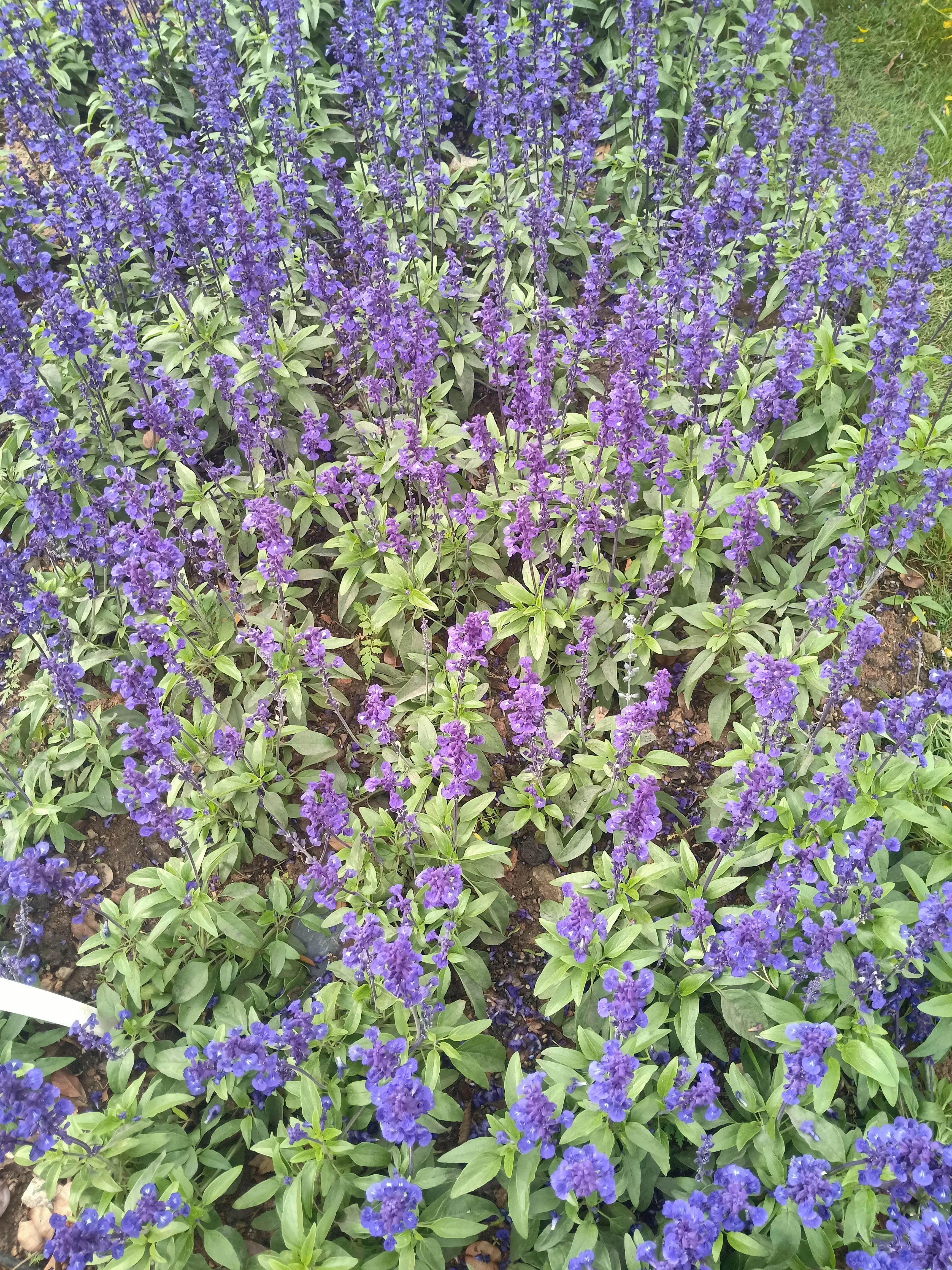 澳门旅游318,自驾澳门去哪里通关比较好