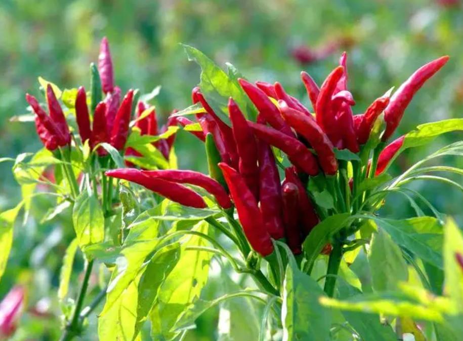 小山村种出了“院士菜”专家院士播下致富种子外出年轻人回乡创业