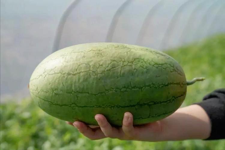 现在的西瓜越来越小,现在哪的西瓜最便宜