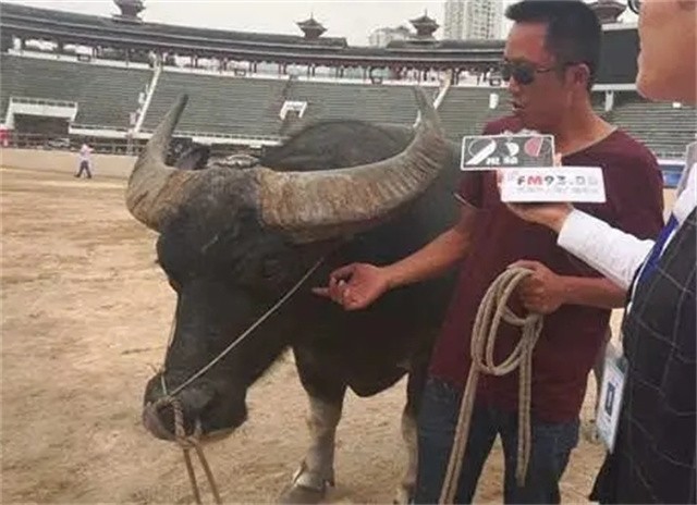 贵州牛王出战三江,牛王昆山所有视频