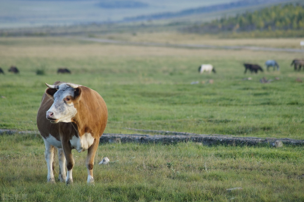 母牛产犊过大站不起来,母牛产犊三不喂