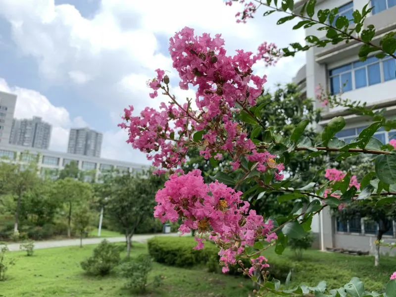 为什么华夏理工学院学费这么贵,为什么选择帝国理工