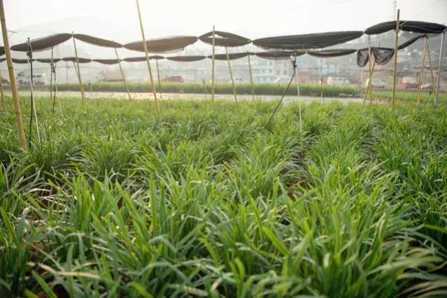 韭菜叶有白斑有什么简单治疗方法,韭菜叶子长白斑点怎么治