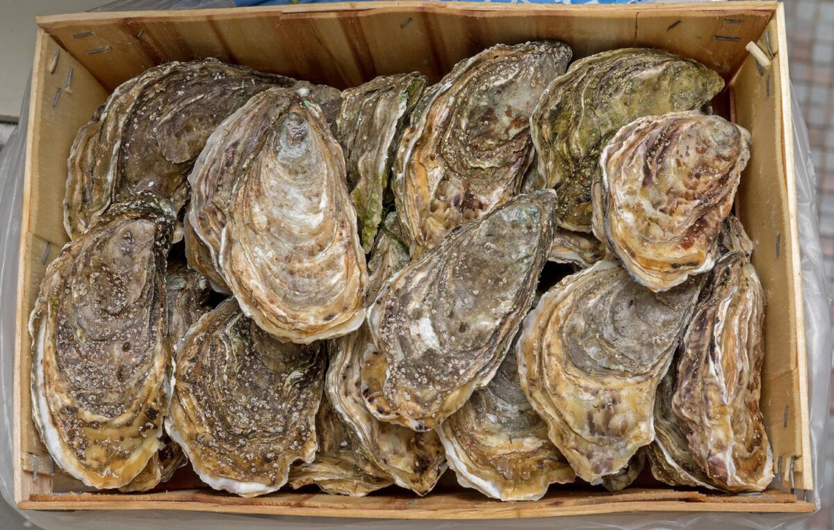 海鲜生蚝什么地方最好,国内哪个城市能实现生蚝自由