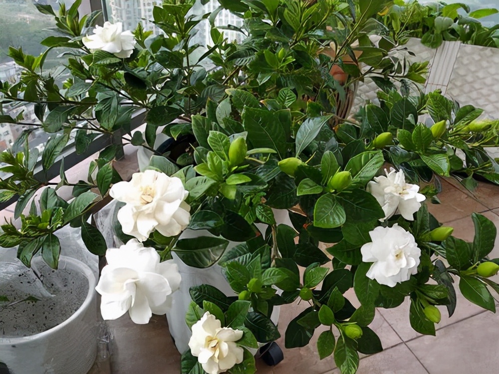 水培栀子花叶子发黑出油,怎样养好栀子花盆栽视频