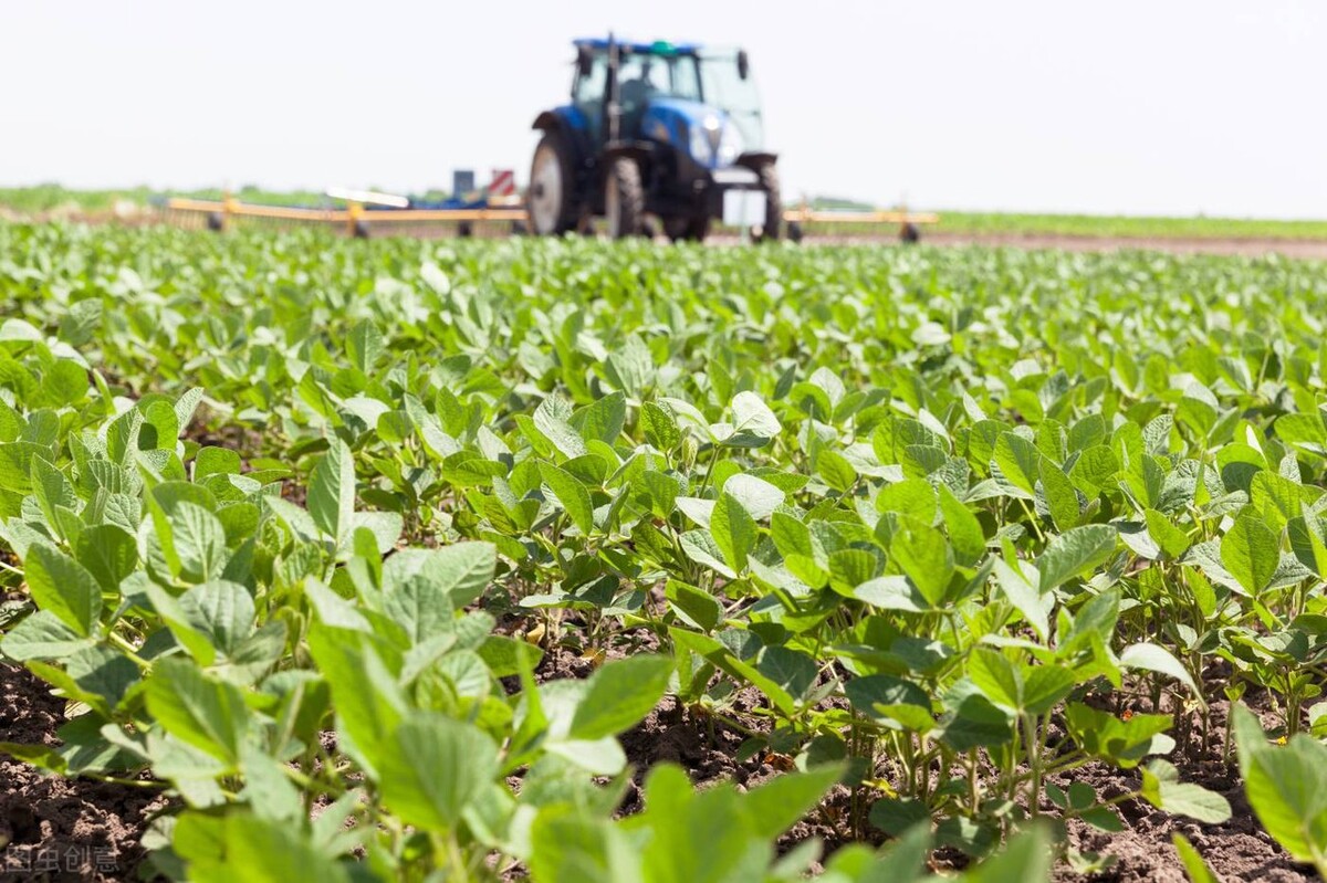 把美国转基因大豆运往我国，利润每吨多了500元？消费者如何识别