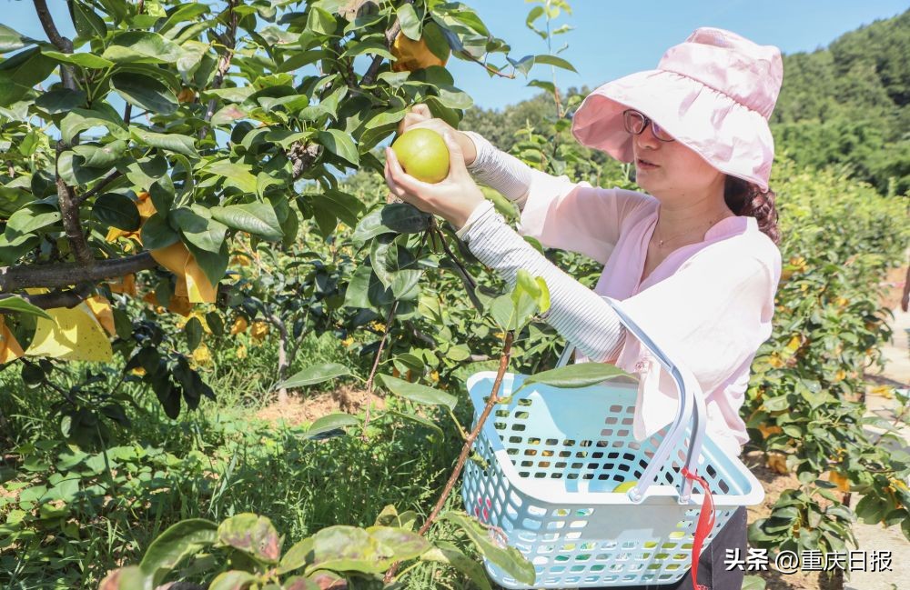 塘湾村高山生态水果产业园,覃塘区发展特色水果助力乡村振兴