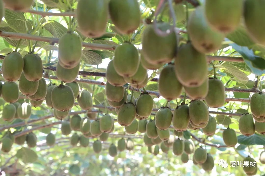 果树快速生长调节剂,植物生长调节剂果树专用