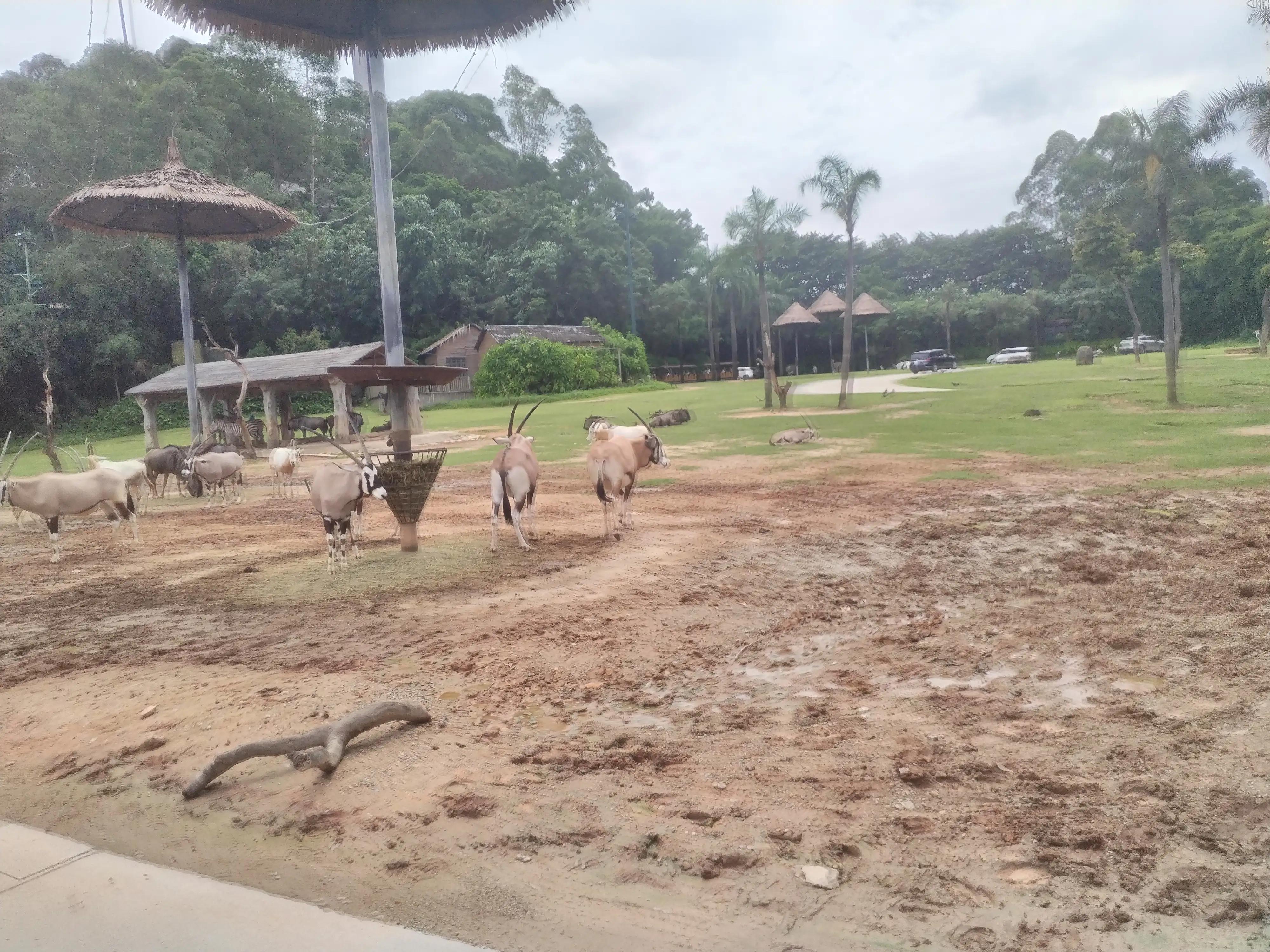 广州长隆野生动物世界景点图片,游广州长隆野生动物世界游记