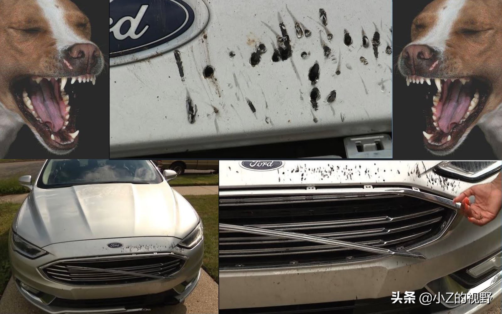 比特犬和二哈哪个厉害,比特犬怎么打不过土狗