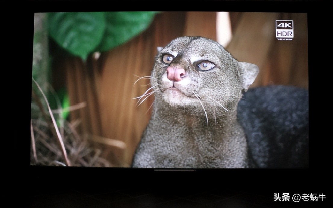 一万多的发烧级蓝光机是什么体验？麦尼塔MAGNETAUDP800试用评测