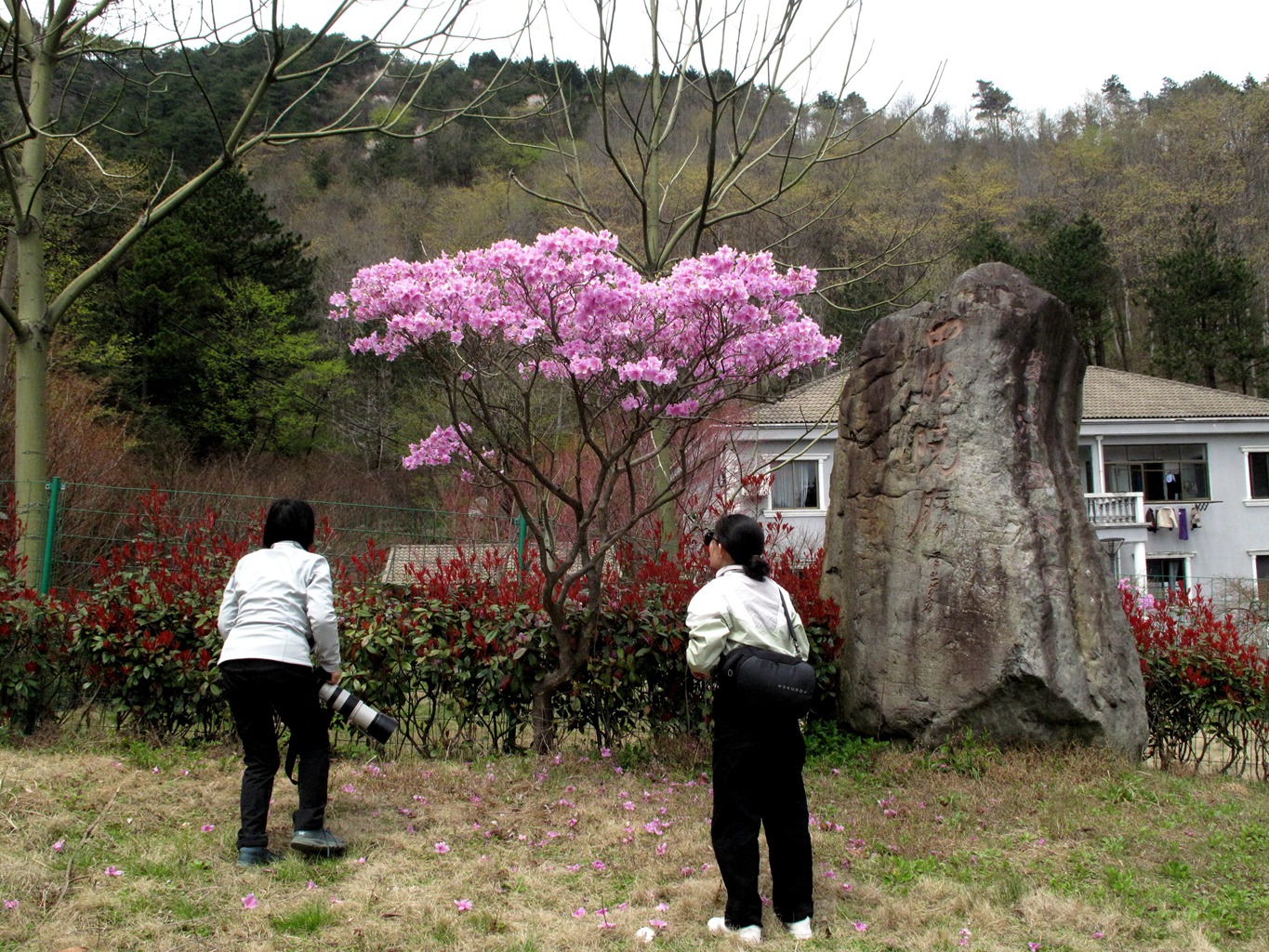 四明山华顶杜鹃,浙东华顶杜鹃群落