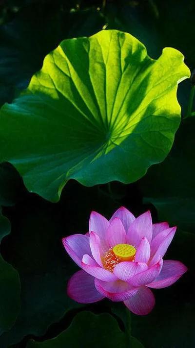 漂亮美丽的荷花壁纸,雨中荷花壁纸荣盛城