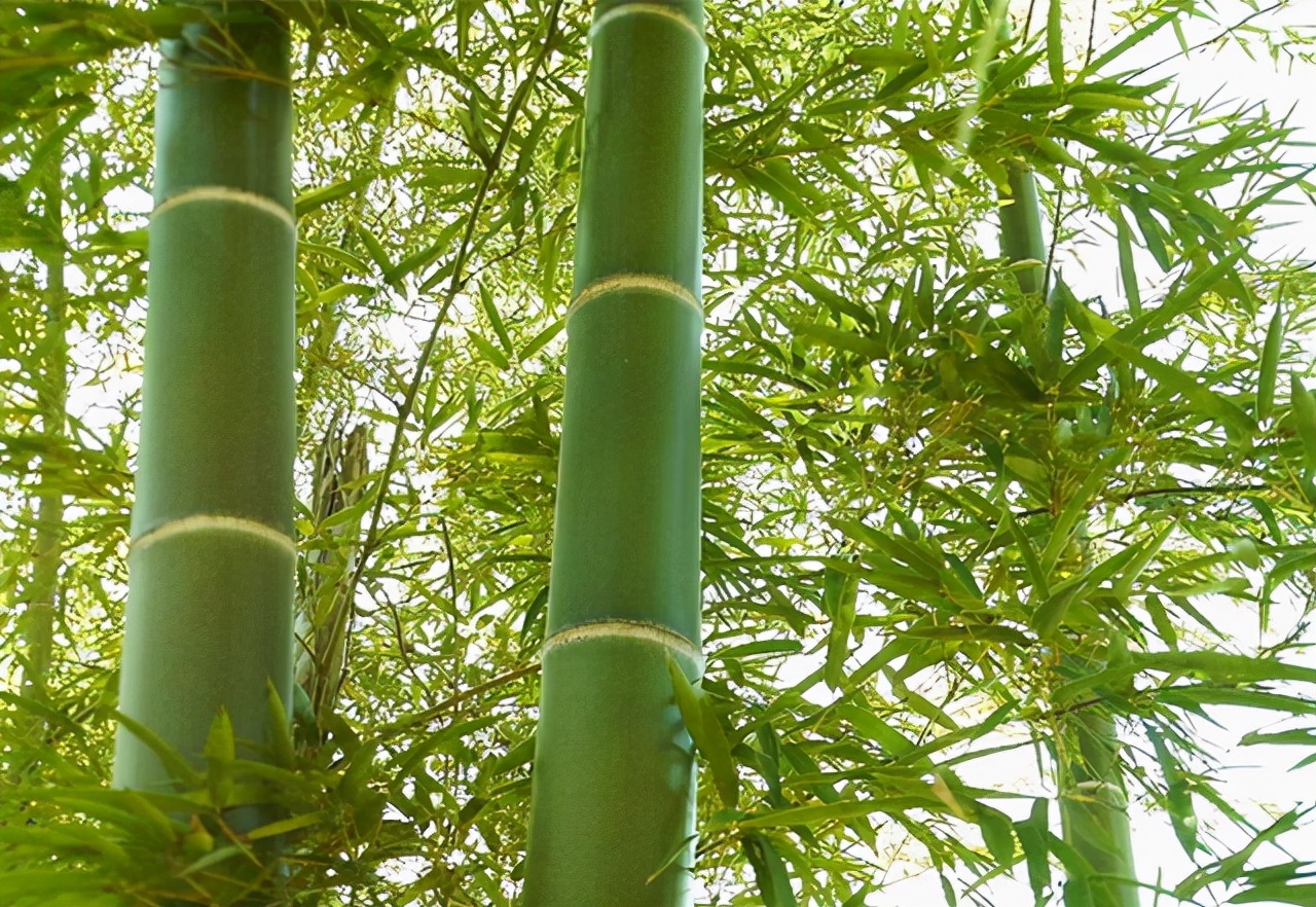 中国竹子建高铁车厢,竹子造高铁是真的吗