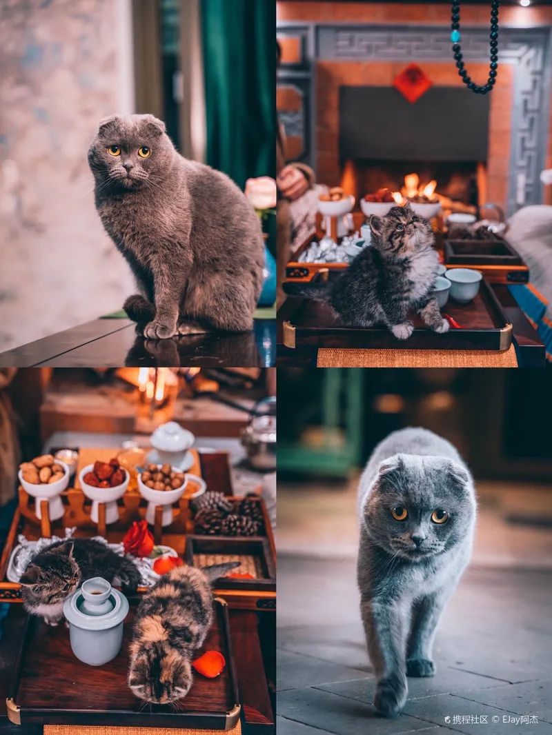 拜托！喝一杯价值8000多万的古树茶，住雪山博物馆酒店，超酷欸