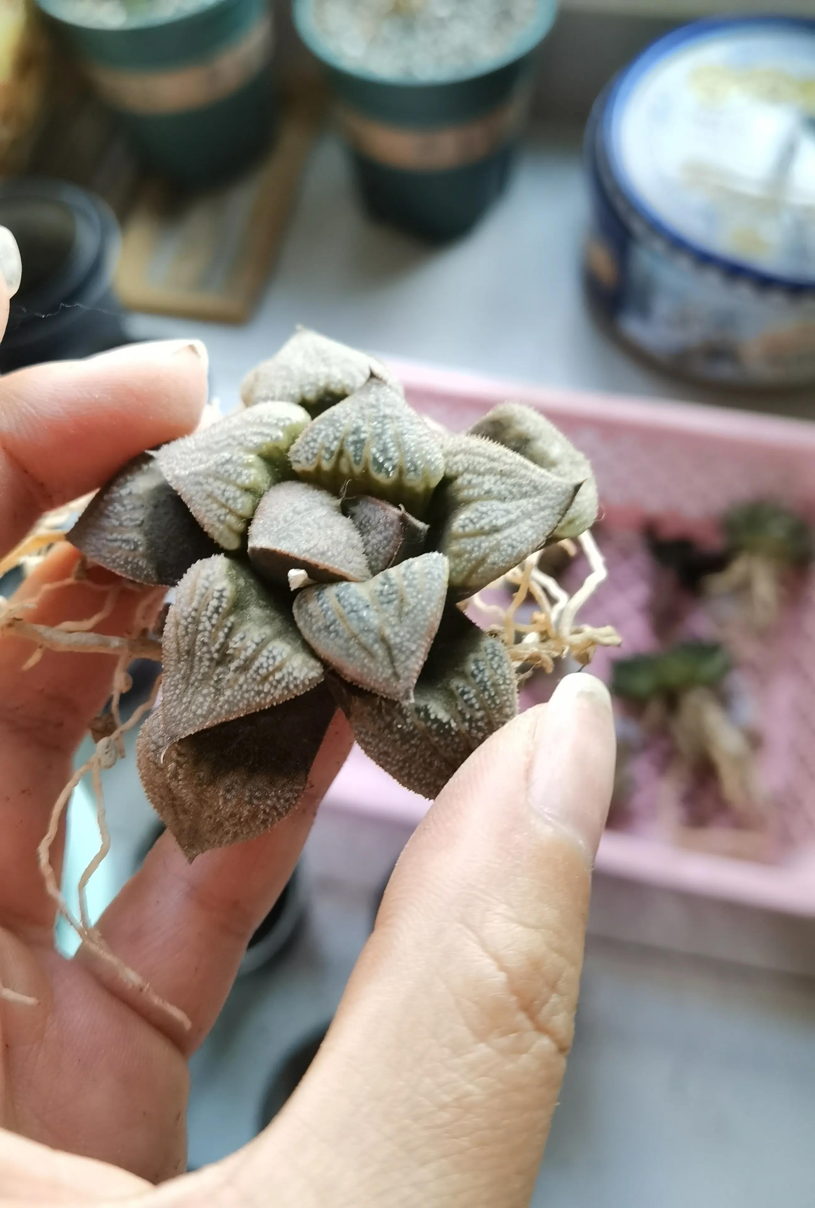 玉露种子怎么种,从种子开始种玉露