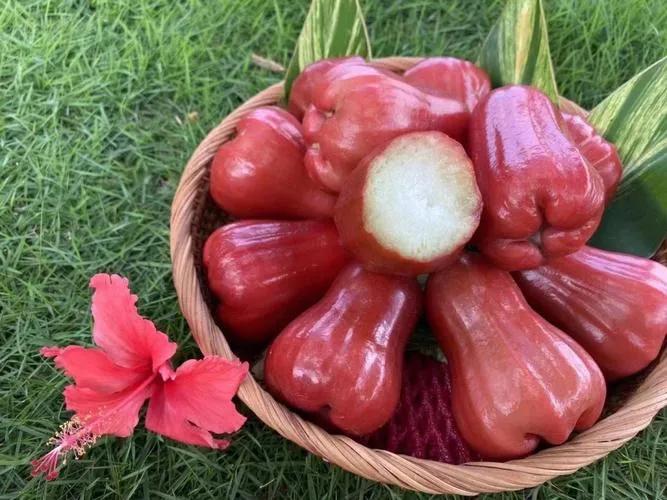 莲雾果有啥营养价值,莲雾的营养价值