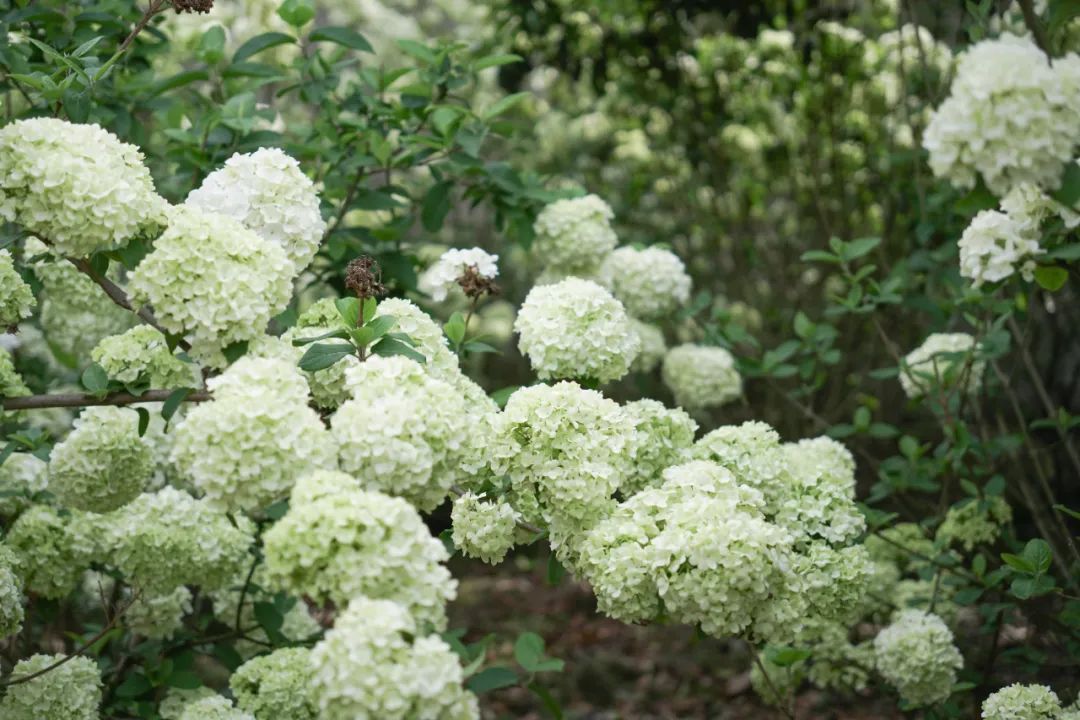 提前盛开！成都市区这个被偏爱的宝藏地又上新，即将刷爆全网