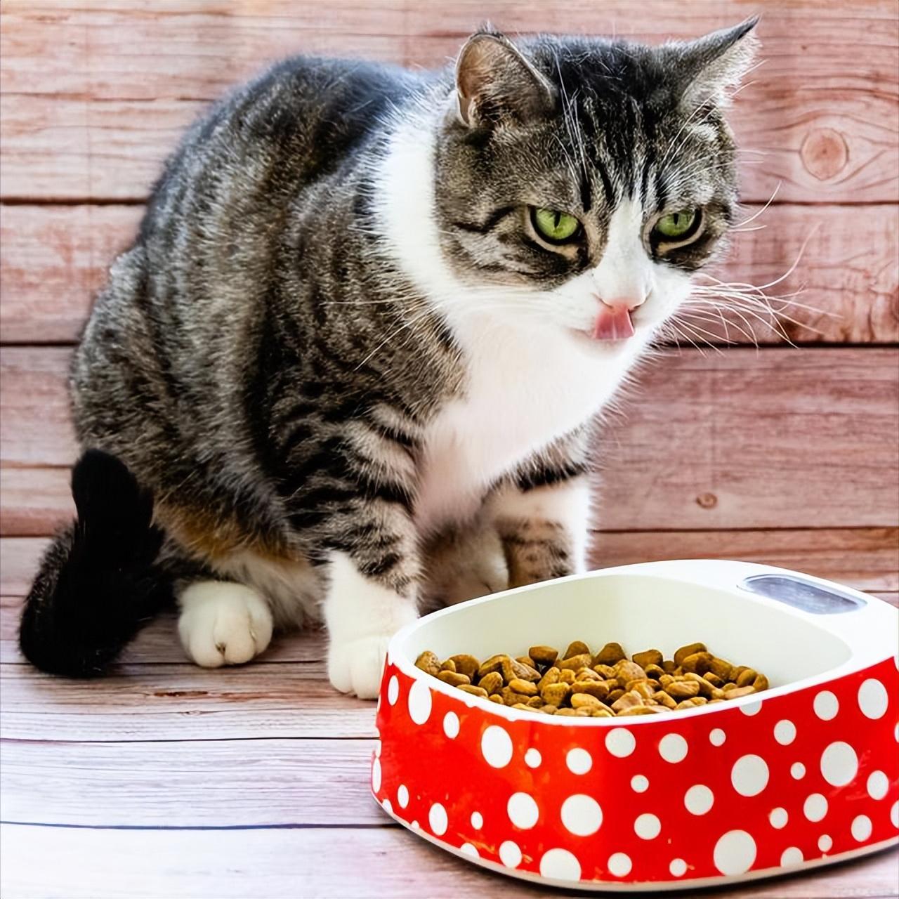 猫咪调理肠胃益生菌,猫咪肠胃不好怎么调理