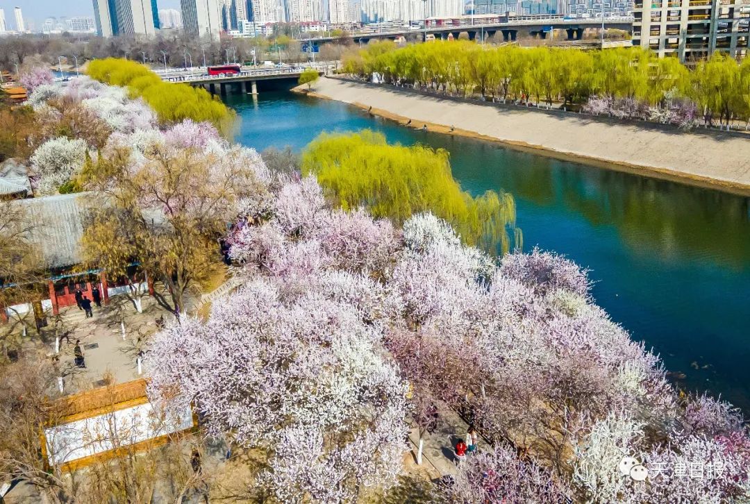 天津桃花堤桃花花期多长时间,天津运河桃花节时间表