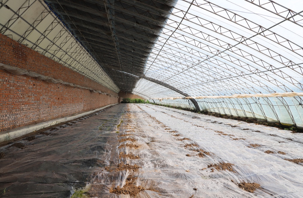 侯红章：大棚里走出的致富带头人