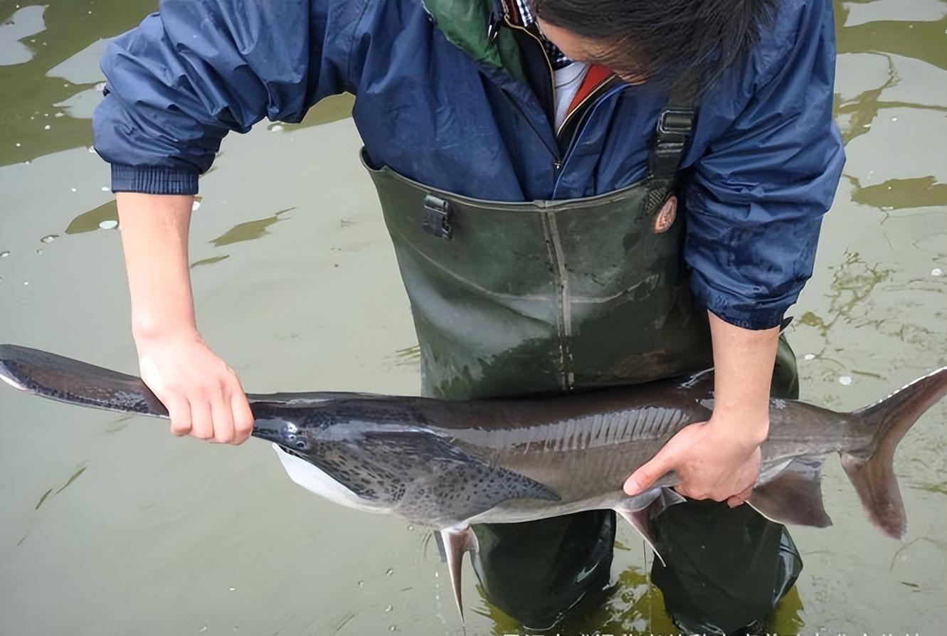 匙吻鲟生活习性,匙吻鲟人工繁殖技术