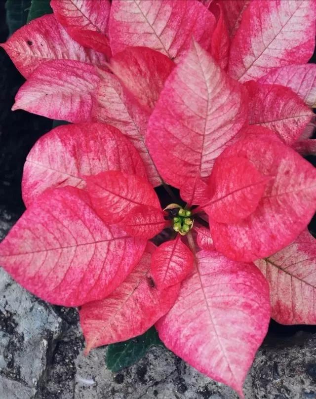 查找各种花的名称,一起来认识各种颜色