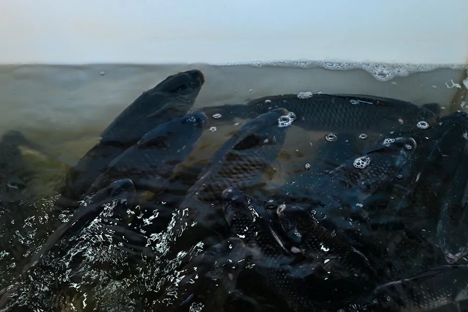 西山脚下的早市,闲逛最具人间烟火气的早市