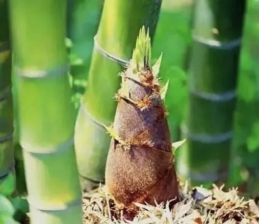 春笋大山里的美味,春笋是春季特色美食