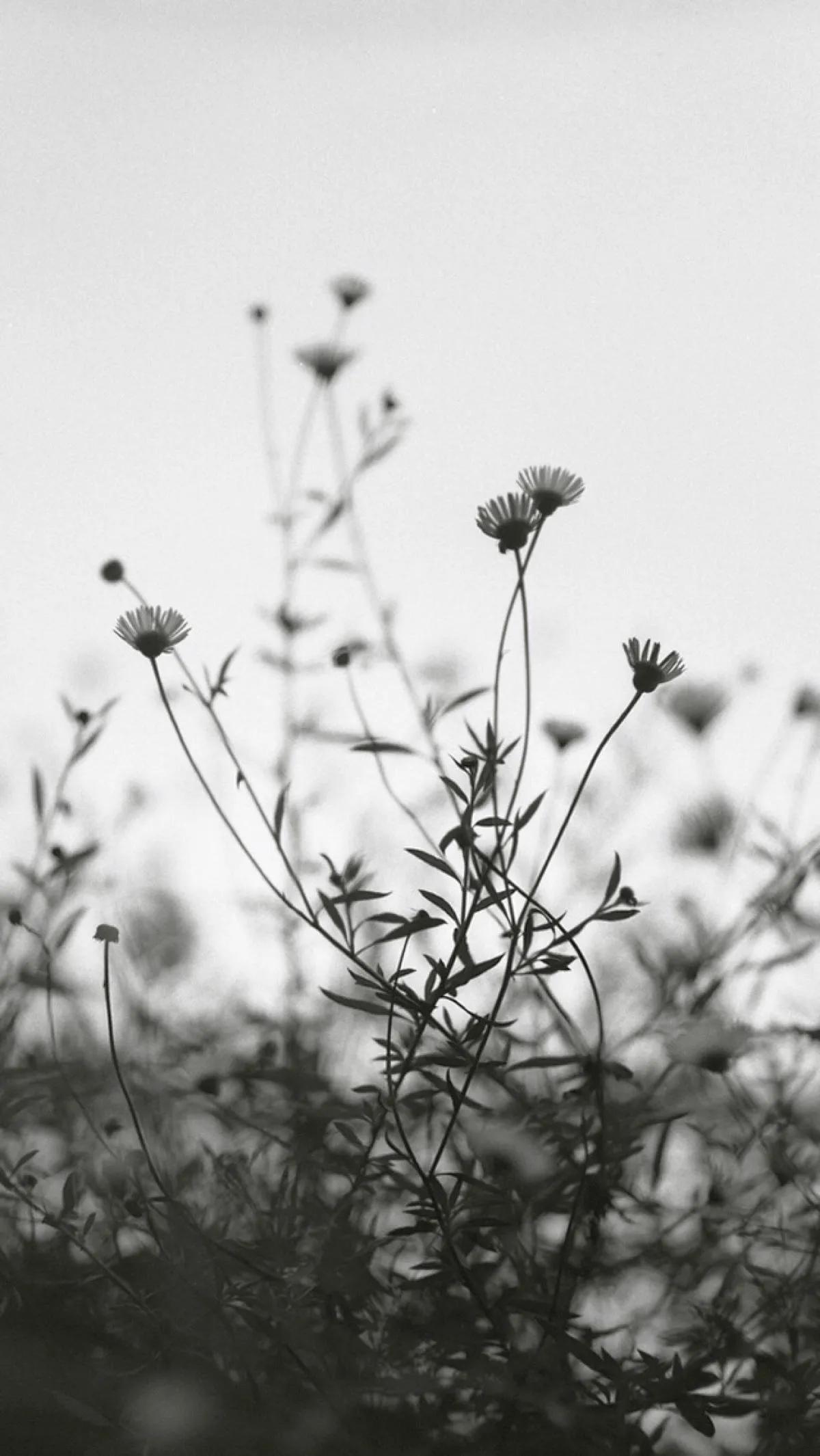 黑白花朵壁纸超清,全屏花朵壁纸无水印黑白