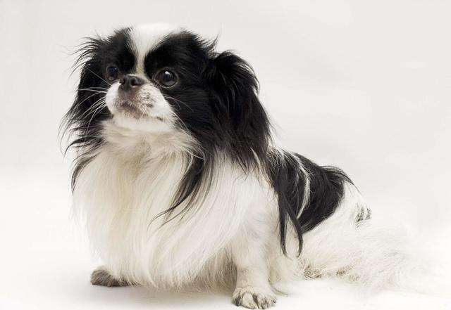 世界上最小的犬种吉娃娃,世界上最小的犬种