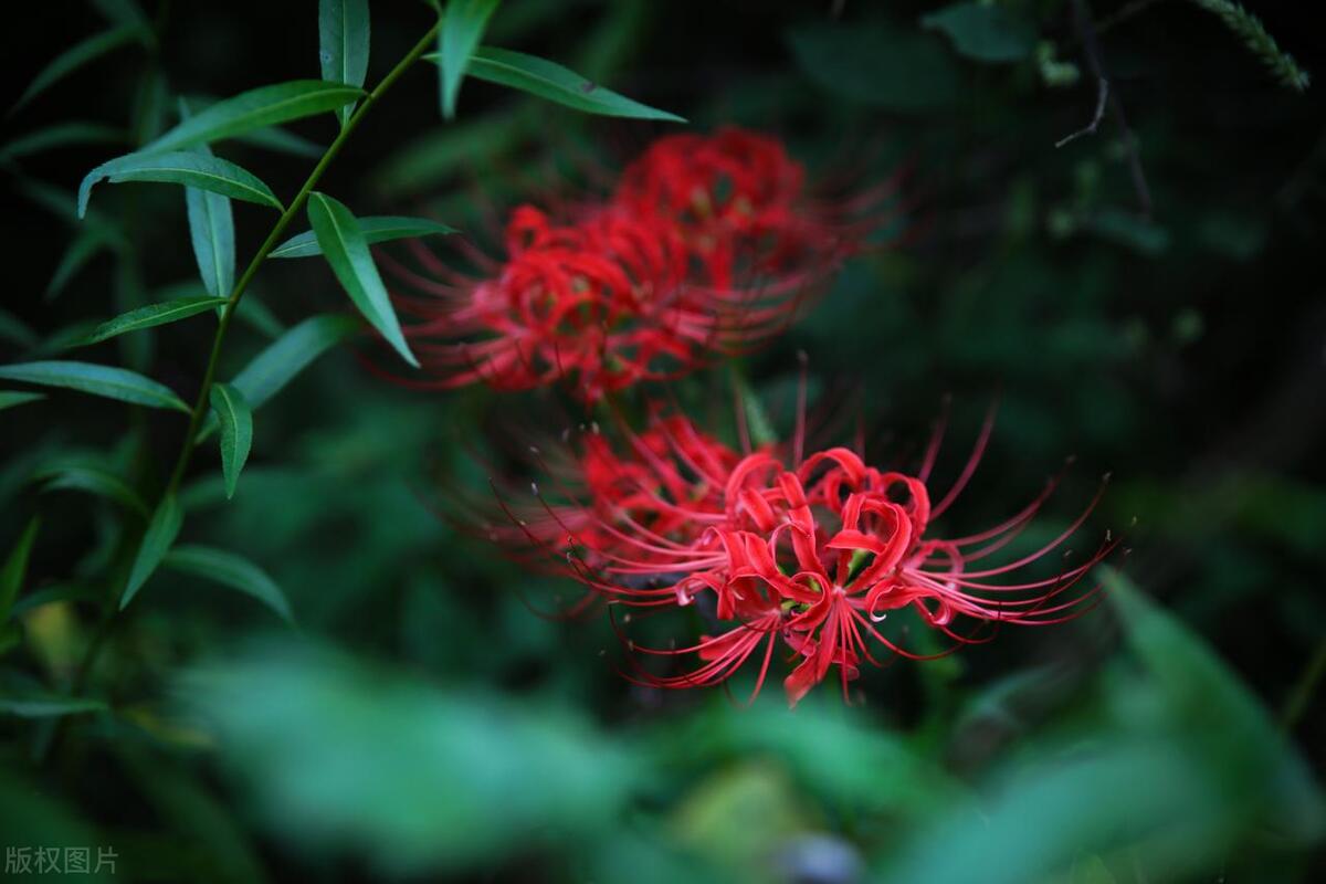 微小说复合的婚姻,微小说夫妻离婚