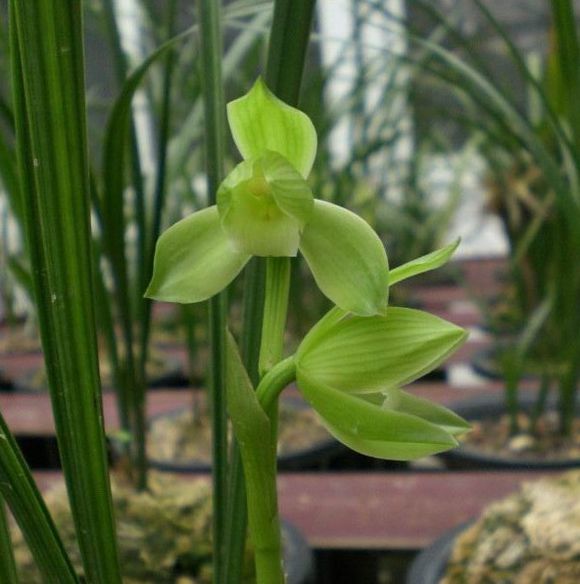 最便宜的蕙兰多少钱一株,一盆蕙兰在市面上值多少钱