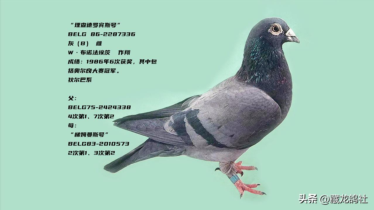 重要却容易被忽略——谈赛鸽尾翼的更换