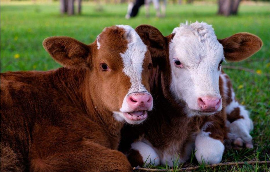 牛的肠胃不好的病状,牛的肠胃病用什么药调理