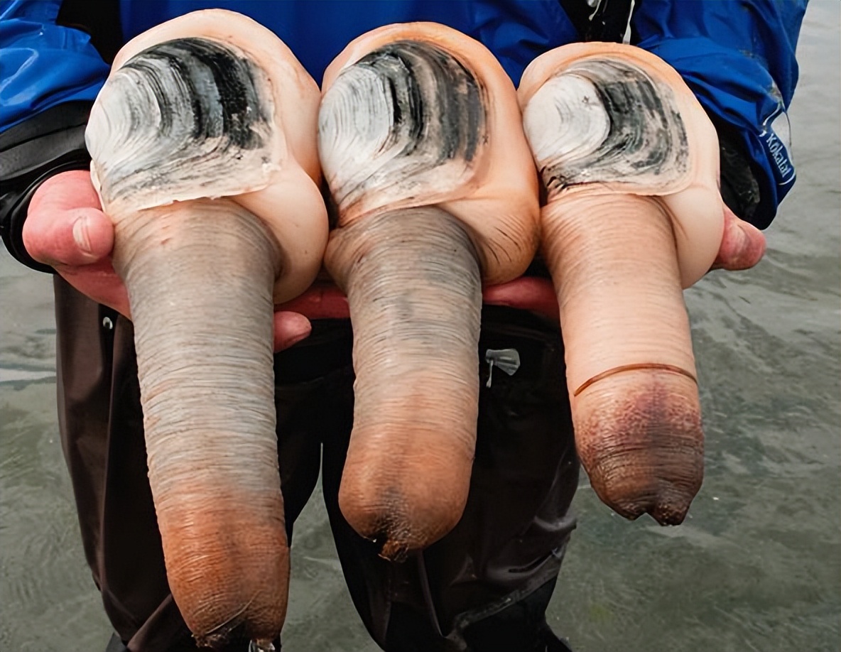 海南海鲜贝类有哪些,海南海鲜贝类