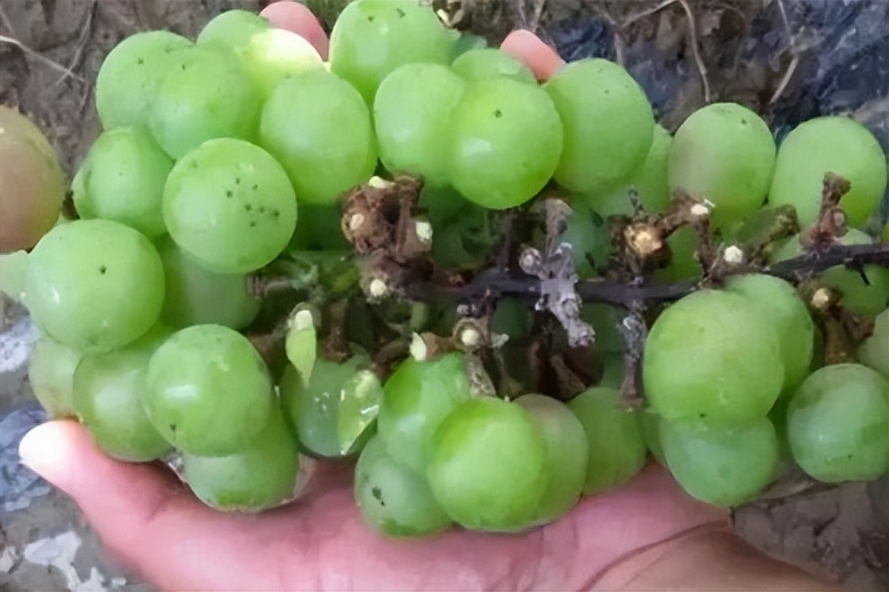 阳光玫瑰葡萄溃疡病怎么治,葡萄溃疡病是真菌还是细菌病害