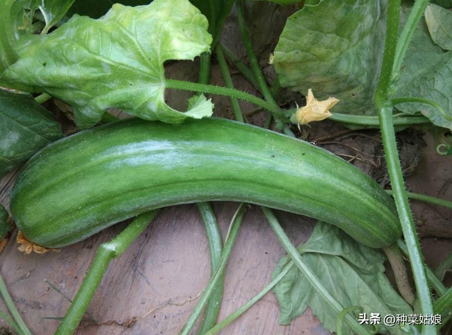 菜瓜怎么种植视频教程全集,露天菜瓜怎么整枝摘心打杈
