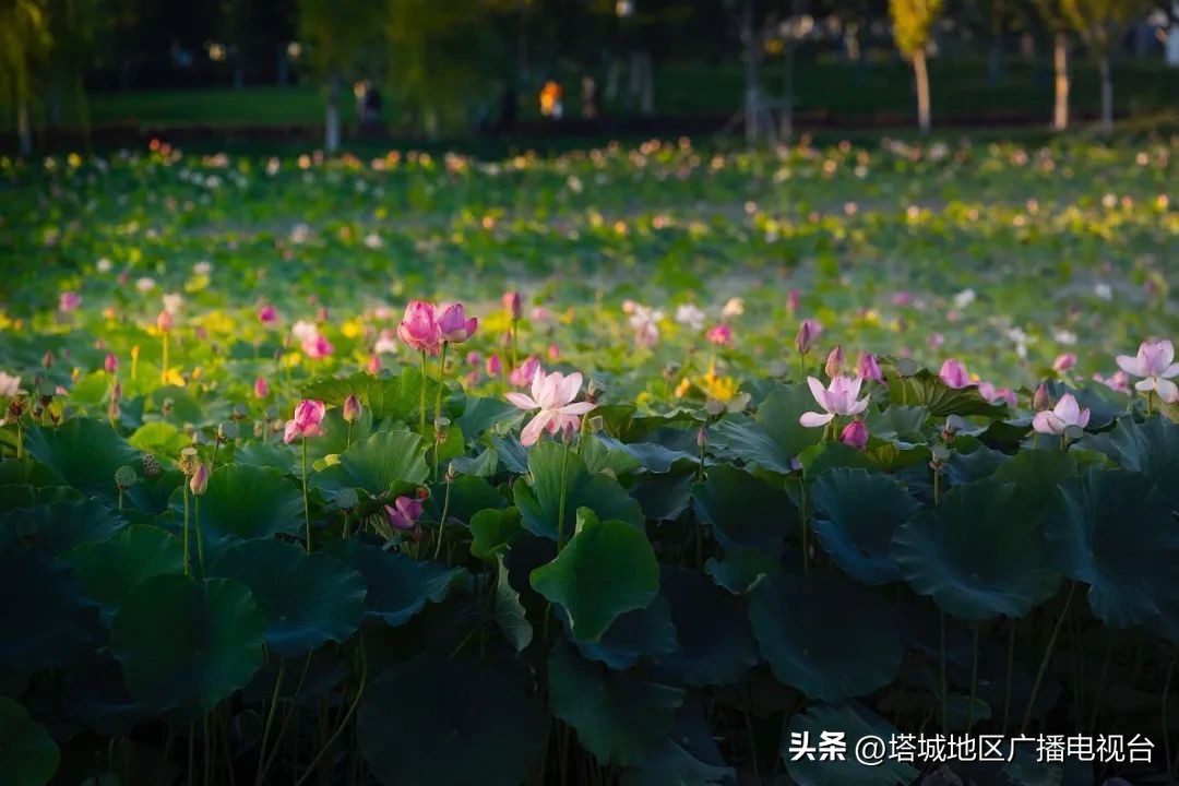 塔城千泉湖荷花开满池,塔城荷花