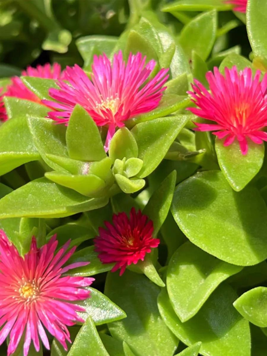 温度低于15度养花,耐热好养四季开花太阳花