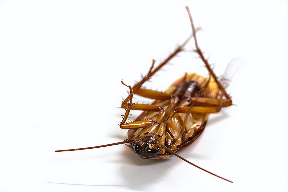 在食品中吃出蟑螂怎么办,餐饮蟑螂防治最有效的处理方法