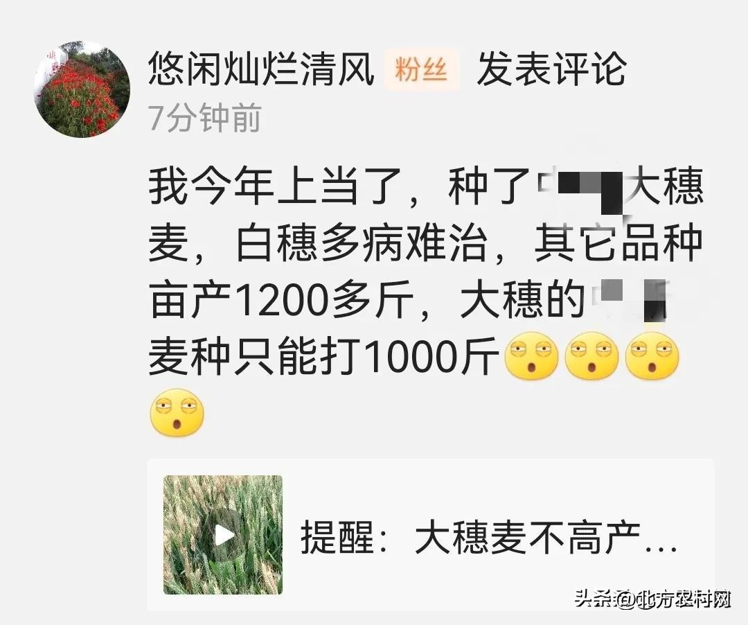 特大粒特大穗小麦种,矮杆大穗小麦什么品种好