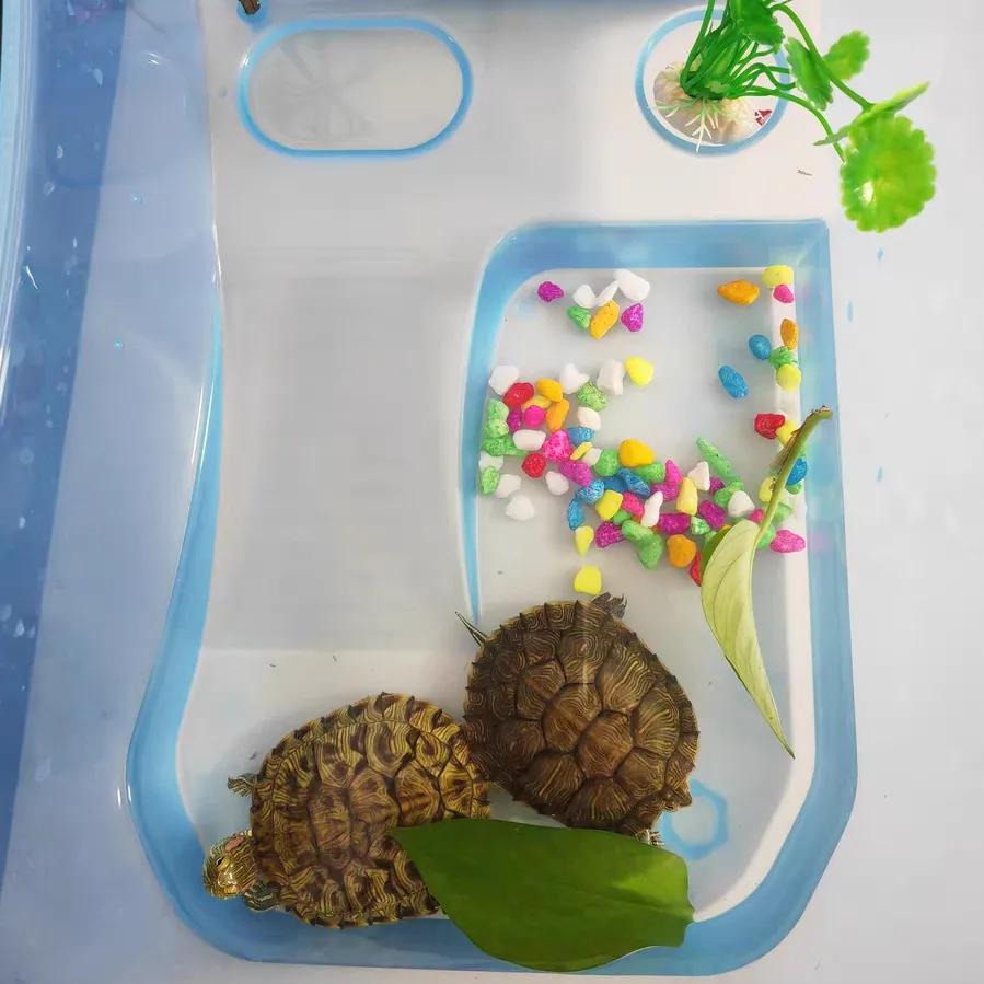 巴西龟密西西比红耳龟,十大智商最高的龟巴西红耳龟