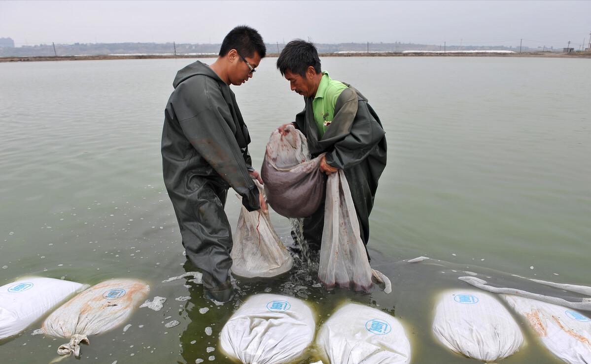 污水池里的“宝”，1晚捞100斤，2个农村“能人”因红虫产生矛盾