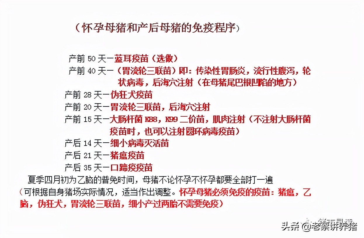 外购仔猪回来打什么疫苗,外购母猪疫苗顺序