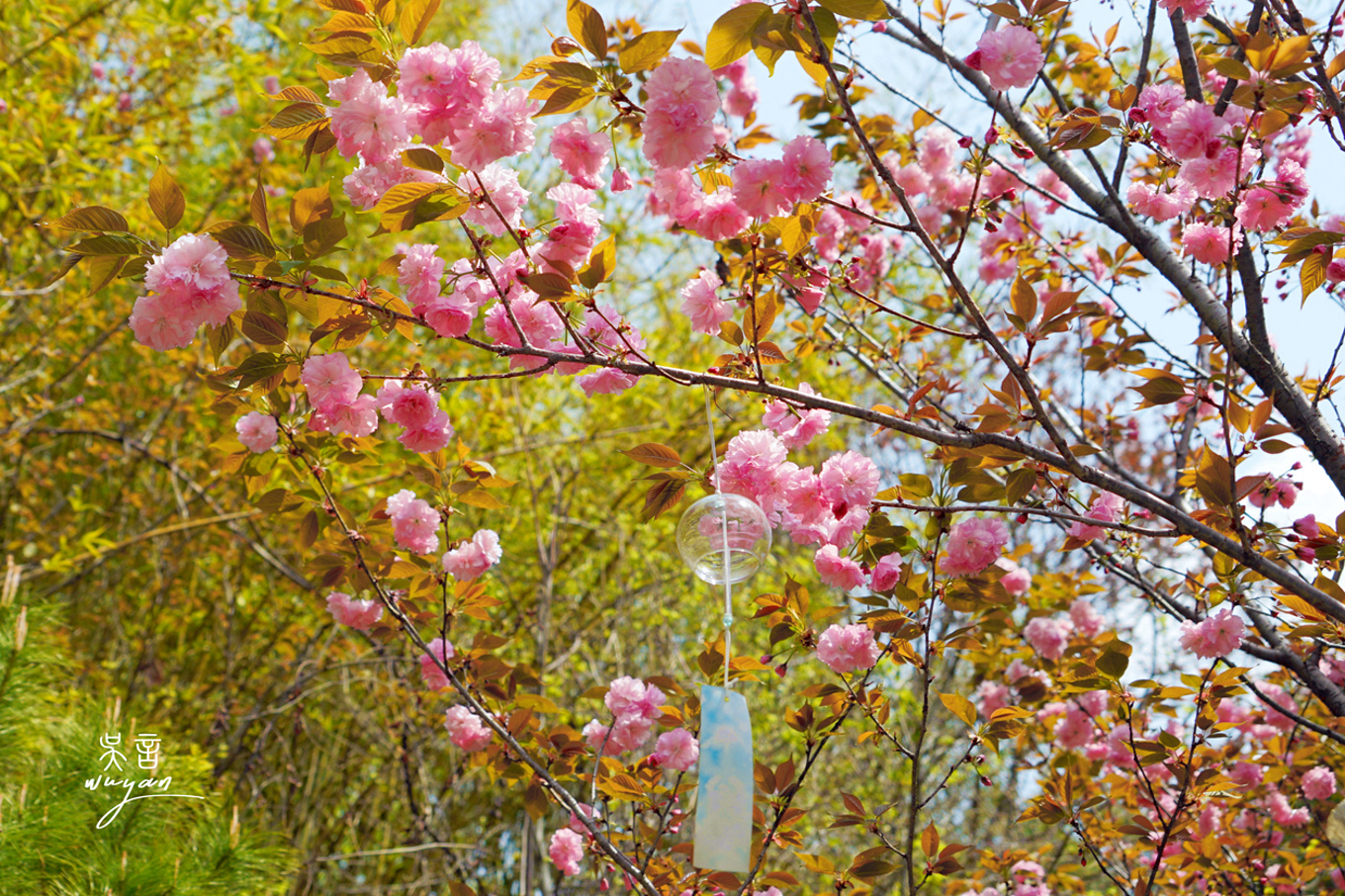 武汉看樱花半日游,武汉看樱花一日游
