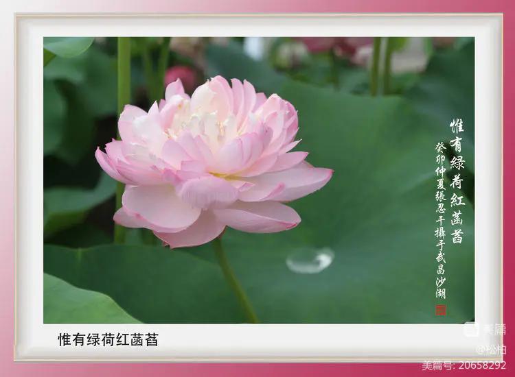 诗图战友情（九十五）荷花别样红